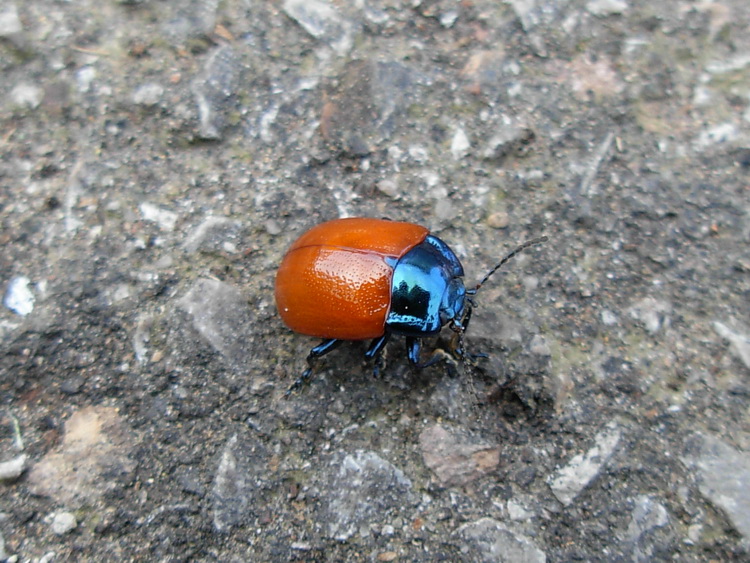 Chrysomelidae?  S, Chrysolina sp.